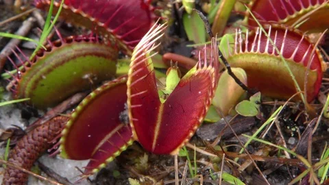 Grasshopper and Venus Flytrap (Dionaea muscipula), SE USA Video stock 76970497