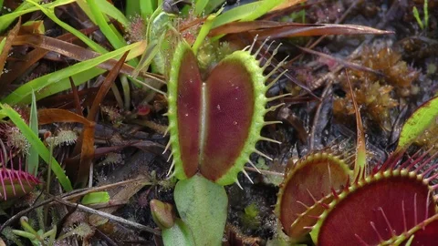 Grasshopper and Venus Flytrap (Dionaea muscipula), N. Carolina USA Stock Footage 77212609