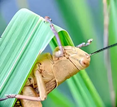 Grasshopper animal Stock Photos