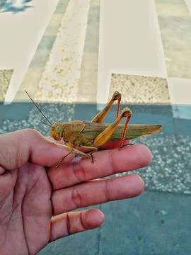 Grasshopper animal Stock Photos