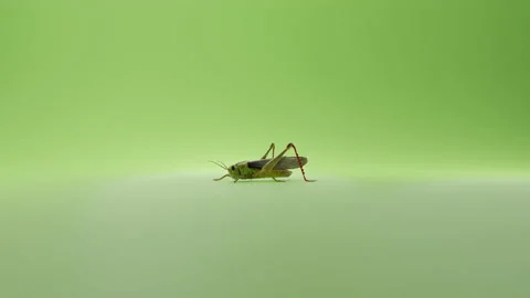Grasshopper Animation Stock Footage 235493346