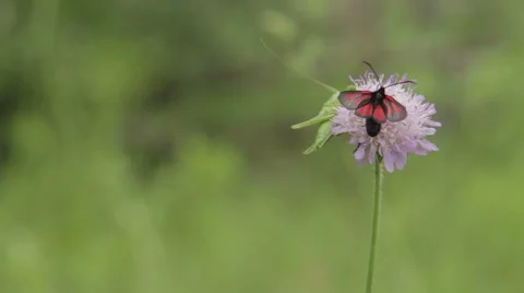 Grasshopper with another insect on a flower. Stock Footage 64586027