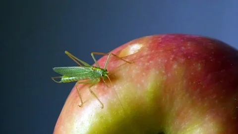 Grasshopper on apple. Video stock 78887084