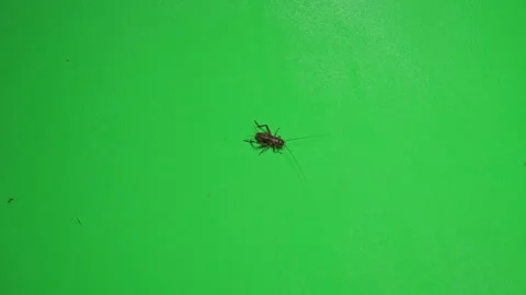 Grasshopper B on Green Screen Chroma Key Pt1 of 34 Stock Footage 241354294
