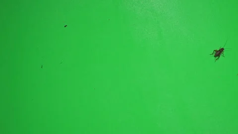 Grasshopper B on Green Screen Chroma Key Pt2 of 34 Stock Footage 241354863