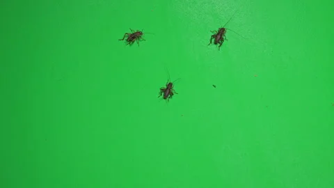 Grasshopper B on Green Screen Chroma Key Pt7 of 34 Stock Footage 241360158