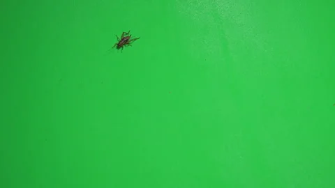 Grasshopper B on Green Screen Chroma Key Pt9 of 34 Stock Footage 241360787