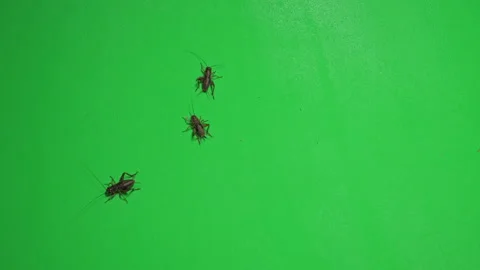 Grasshopper B on Green Screen Chroma Key Pt10 of 34 Stock Footage 241361520