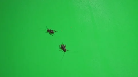 Grasshopper B on Green Screen Chroma Key Pt13 of 34 Stock Footage 241363568