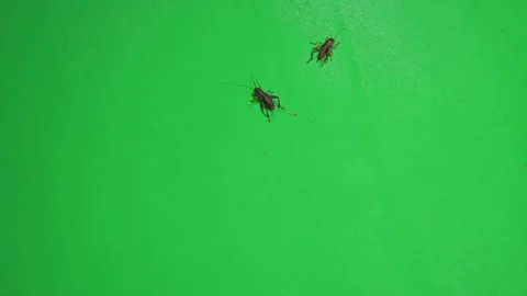 Grasshopper B on Green Screen Chroma Key Pt15 of 34 Stock Footage 241364042