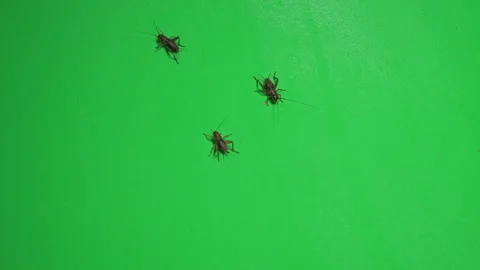 Grasshopper B on Green Screen Chroma Key Pt16 of 34 Stock Footage 241365002