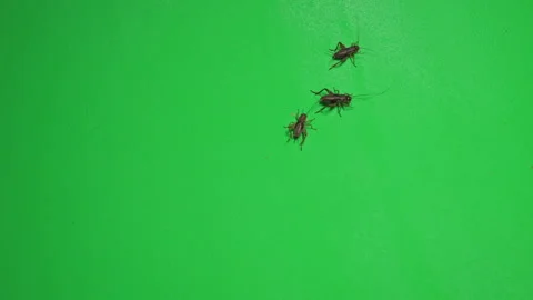 Grasshopper B on Green Screen Chroma Key Pt17 of 34 Stock Footage 241365049