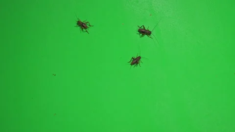 Grasshopper B on Green Screen Chroma Key Pt18 of 34 Stock Footage 241368160