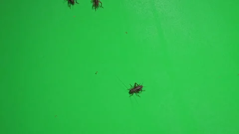 Grasshopper B on Green Screen Chroma Key Pt20 of 34 Stock Footage 241368609