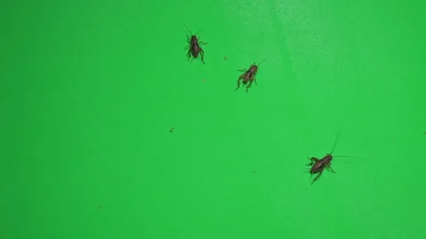 Grasshopper B on Green Screen Chroma Key Pt22 of 34 Stock Footage 241369077