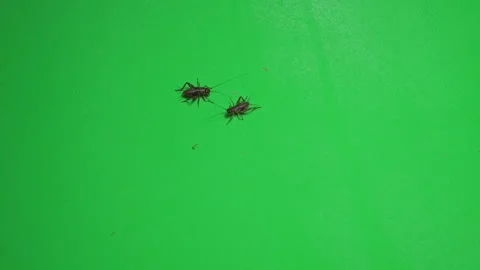 Grasshopper B on Green Screen Chroma Key Pt26 of 34 Stock Footage 241371454