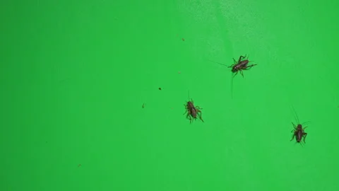 Grasshopper B on Green Screen Chroma Key Pt29 of 34 Stock Footage 241372167