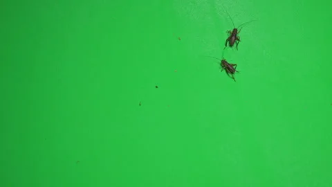 Grasshopper B on Green Screen Chroma Key Pt30 of 34 Stock Footage 241372873