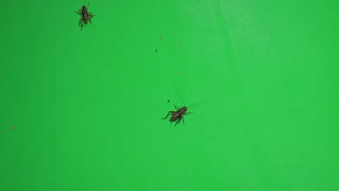 Grasshopper B on Green Screen Chroma Key Pt31 of 34 Stock Footage 241373890