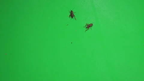 Grasshopper B on Green Screen Chroma Key Pt33 of 34 Stock Footage 241374236