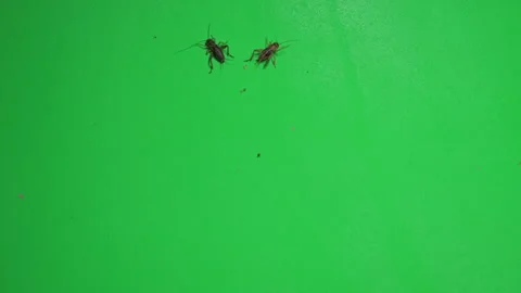 Grasshopper B on Green Screen Chroma Key Pt34 of 34 Stock Footage 241374565