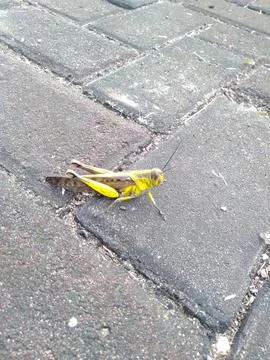 Grasshopper background Stock Photos