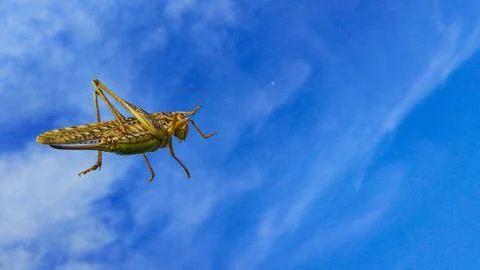 Grasshopper on a background of the sky. Stock Photos