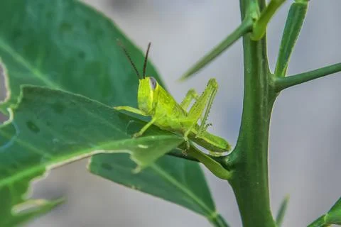 Grasshopper balancing stem, clean background for copyspace. Stock Photos