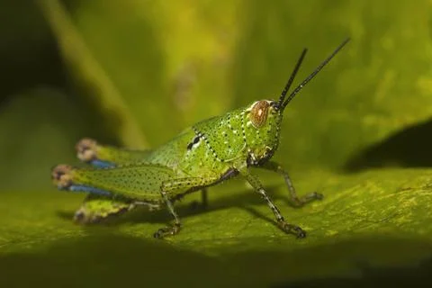 Grasshopper, Bandhavgarh Tiger Reserve outskirts, Madhya Pradesh Close-up ... Stock Photos