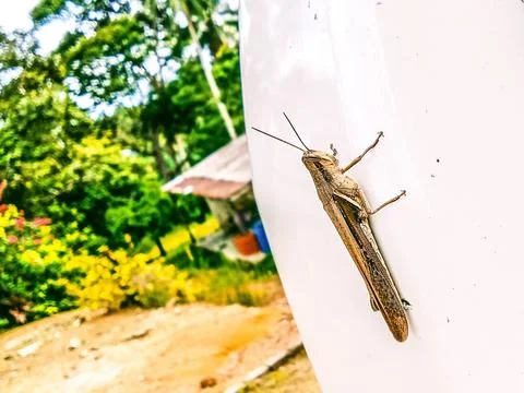 The grasshopper is behind the bumper Stock Photos