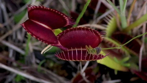 Grasshopper being captured by Venus Flytrap, North Carolina USA Stock Footage 76837285