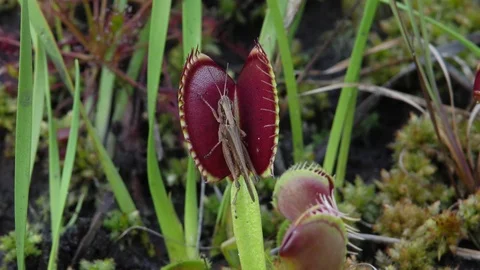 Grasshopper being trapped by Venus Flytrap, North Carolina USA Video stock 76919272