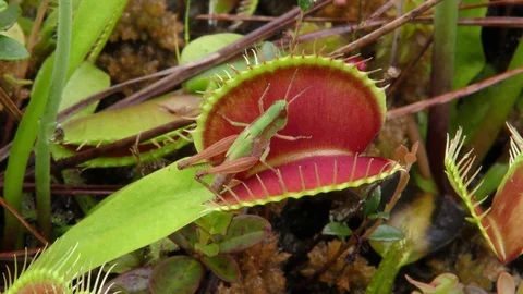 Grasshopper being trapped by Venus Flytrap, North Carolina USA Vídeo Stock 76919444