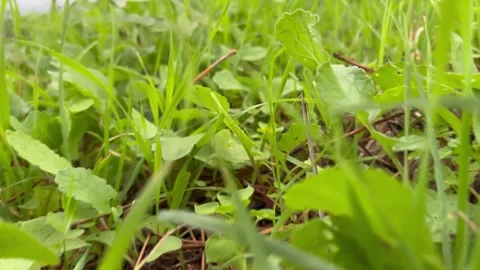 Grasshopper from below 1 Stock Footage 290172299