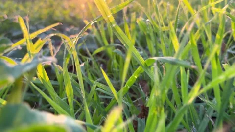 Grasshopper from below 4K Stock Footage 290172234