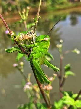 Grasshopper big head Stock Photos