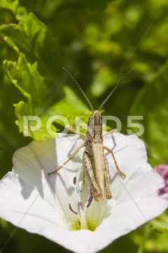 Grasshopper in bindweed flower Stock Photos