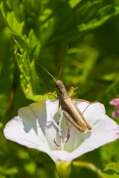 Grasshopper in bindweed  flower Stock Photos