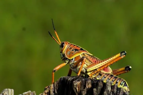 Grasshopper bird Stock Photos