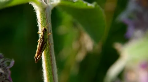 Grasshopper on blade of grass Stock Footage 40236105