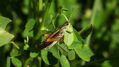 Grasshopper on blade of grass Stock Footage 232921761