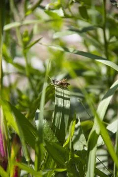 Grasshopper on a blade of grass in a meadow Stock Photos