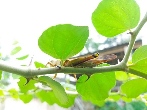 Grasshopper blending on a twig with sharp thorns Stock Photos