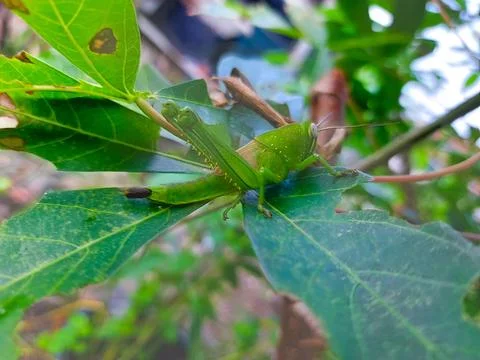 Grasshopper blends perfectly with leafy background Stock Photos