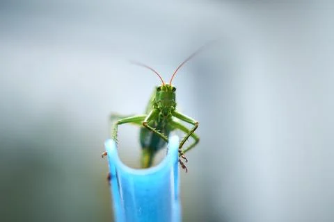 Grasshopper on Blue Foto stock