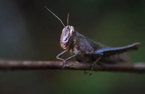 Grasshopper on a branch in Belize Stock Photos