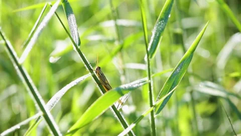 Grasshopper on a branch close up Video stock 251386734