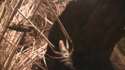 Grasshopper on a branch Video stock 8573721