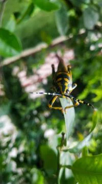 Grasshopper on the branch with green leaf background Stock Photos