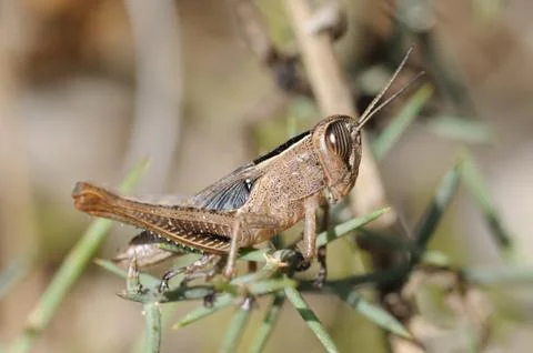 Grasshopper on a branch Stock Photos